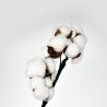 Branches de coton 70cm - Fleurs séchées - Lerouge en Vert