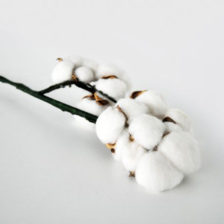 Branches de coton 70cm x 2 tiges - Fleurs séchées 