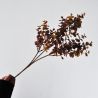 Branche d'eucalyptus brun 62 cm - Fleurs artificielles Florissima