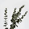 Branche d'eucalyptus vert 72 cm - Fleurs artificielles Florissima
