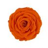 Rose sur tige rouge  H 55cm D 4.5-6cm - Fleurs préservées VERDISSIMO