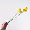 Jocaflor | Craspedia jaune x 5 tiges - 104cm - Fleurs artificiels