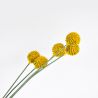 Craspedia jaune 104 cm x 5 - Fleurs artificielles Florissima