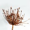 Allium marron 53 cm - Fleurs artificielles Florissima