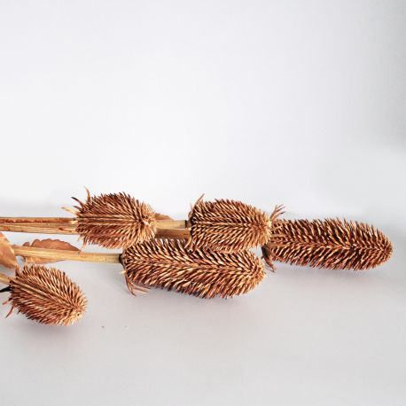 Jocaflor | Branche de chardon marron - 50cm - Fleurs artificielles