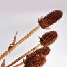 Jocaflor | Branche de chardon marron - 50cm - Fleurs artificielles