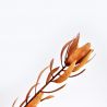 Protea marron 74 cm - Fleurs artificielles Florissima