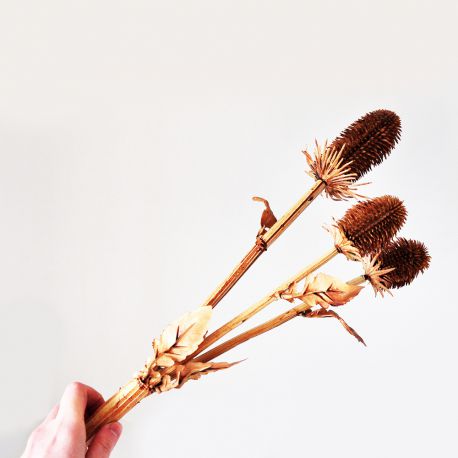 Branche de chardon marron 80 cm - Fleurs artificielles Florissima
