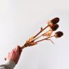 Branche de chardon marron 80 cm - Fleurs artificielles Florissima