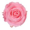 Jocaflor | Bouton de rose préservé rose pastel Diamètre 5,5cm Boîte de 6