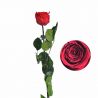 Rose préservée sur tige - rouge H55cm D4.5/6cm