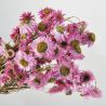 Acroclinium naturel rose - Fleurs séchées