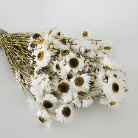 Acroclinium Naturel Blanc - Fleurs Séchées Lamboo