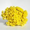 Immortelle naturelle jaune - Fleurs séchées