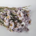 Statice sinuata naturel lilas - Fleurs séchées