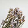 Statice sinuata naturel lilas - Fleurs séchées