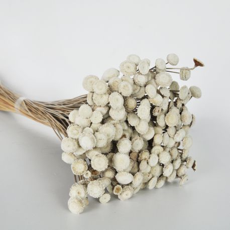 Botao branco blanche - Fleurs séchées