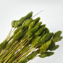 Phalaris vert forêt - 100gr - Fleurs séchées